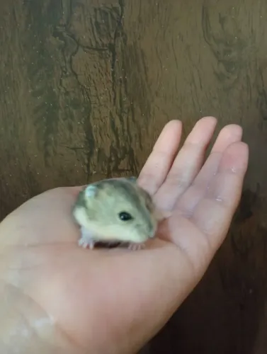 Hamster anão russo