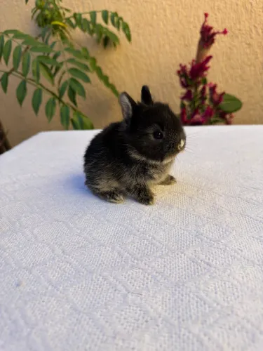 Mini Coelhos Lion Head