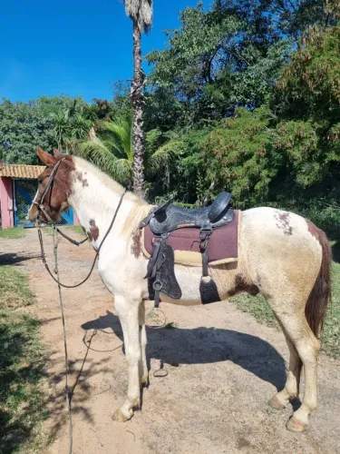 Cavalo Pampa castrado 4 anos