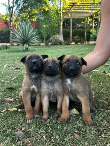 Filhote Pastor Belga Malinois