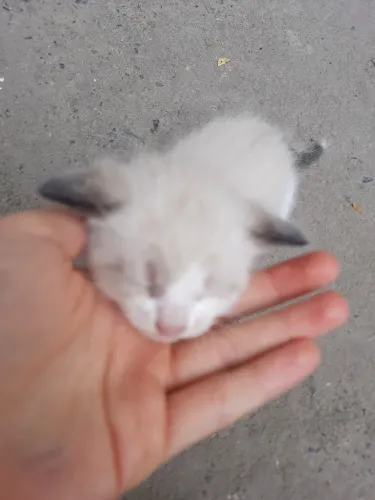doação gatos filhotes - leia a descrição