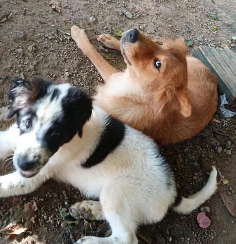 Cachorro 