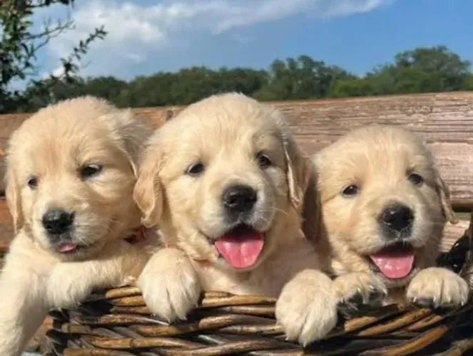 Golden Retriever Filhotes Padrão Excelência.