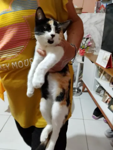 Gatinha para adoção