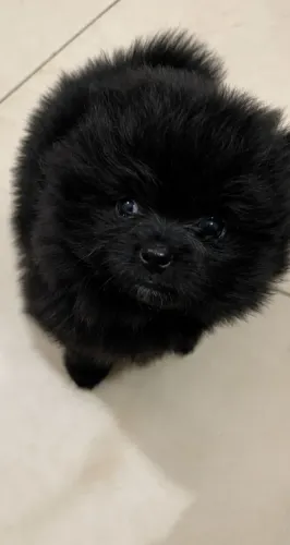 Spitz alemão pequeno porte 