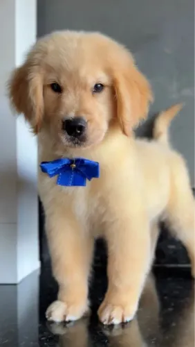 Golden Um filhote para compartilhar bons momentos