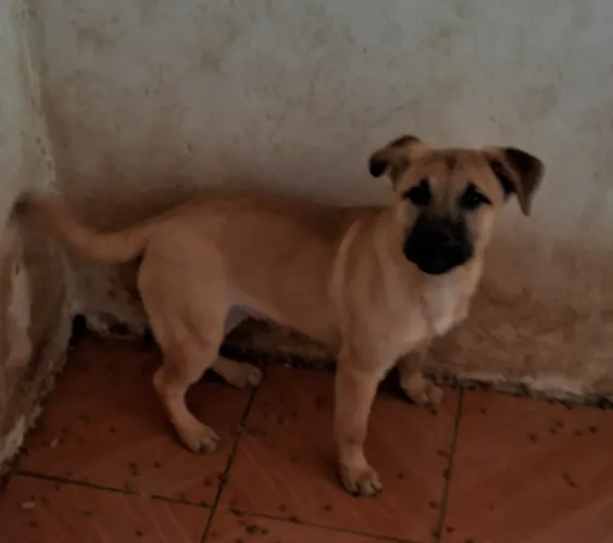 Pastor Malinois ( Belga )Com Labrador Último Filhote Macho