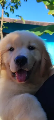 Golden Retriever filhote com vacina importada e pedigree