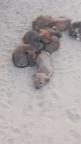 Cachorro pra doacao tem 2 meses ja sao vira lata