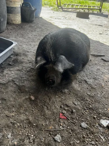 Mini pig