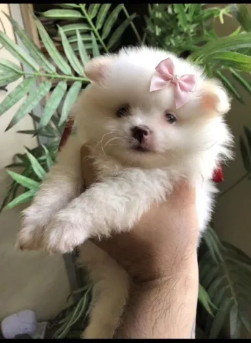 Filhotes de Lulu da Pomerânia disponíveis!