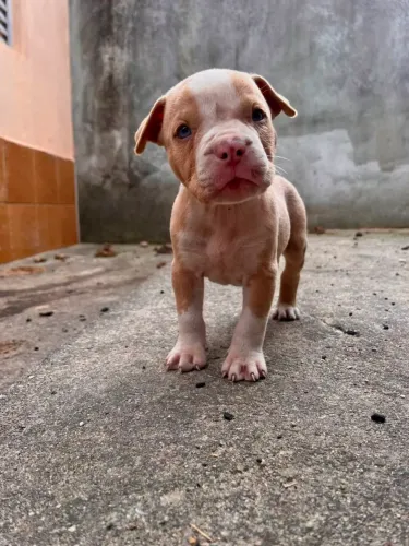 Filhotes Pitbull com 50 dias