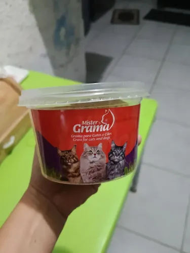 Grama para gatos de apartamento