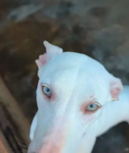 Venda de cachorra
