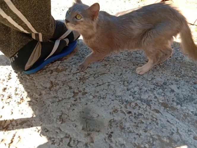Gata fêmea adulta possivelmente 01 ano