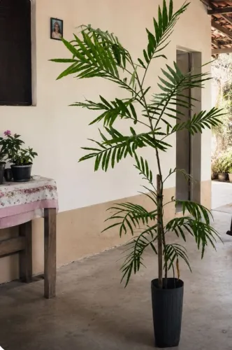 2 Muda ? de  Árvore ? PLANTA NATURAL PERFEITA PARA SUA DECORAÇÃO 