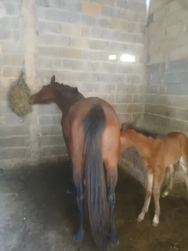 Vendo lote de cavalo tordilho e margalarga mineiro 