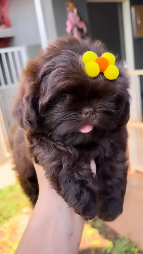 Shihtzu chocolate