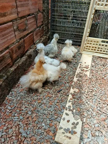 Animais Sedosa do Japão.