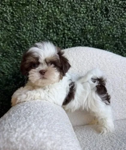 Shih Tzu Baby Cheio de Charme