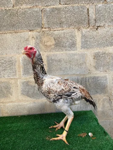 Galinhas Índias Gigantes
