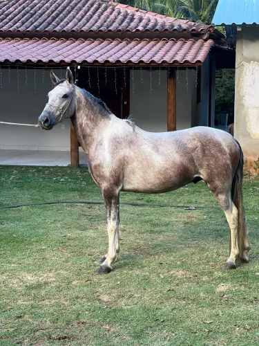 Cavalo marcha batida