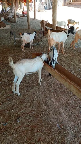 Vendo bodes cabras e carneiros