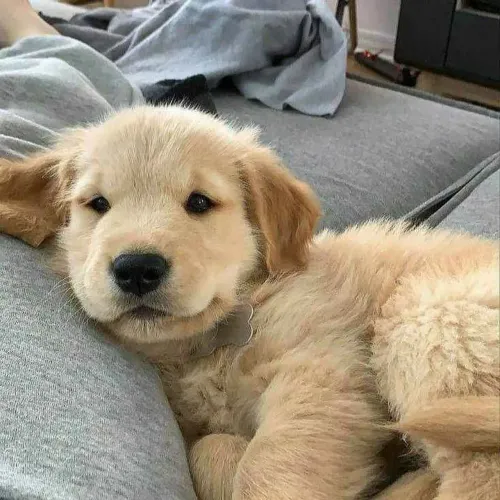 Filhote Golden Retriever, Seu novo amor de quatro patas te espera!