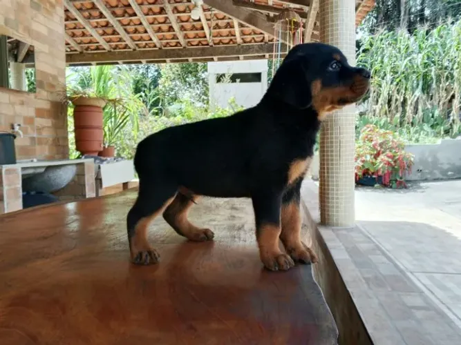 ROTTWEILER - FILHOTES DISPONÍVEIS
