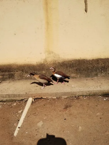 Vendo ganso do nilo 