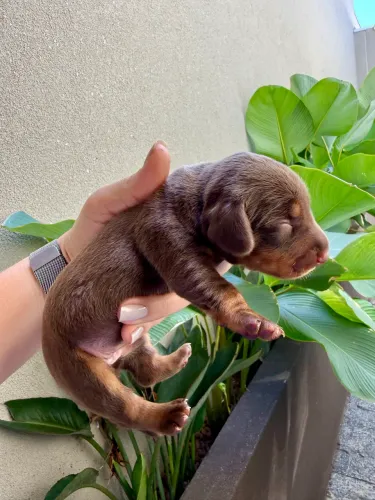 Filhotes de Dachshund