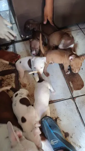 Cachorro Pitibu