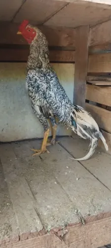 galo índio