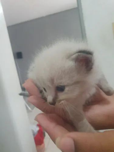 Doação de gatos