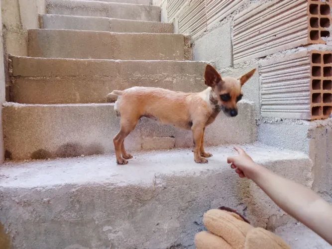 Vende se Pincher fêmea