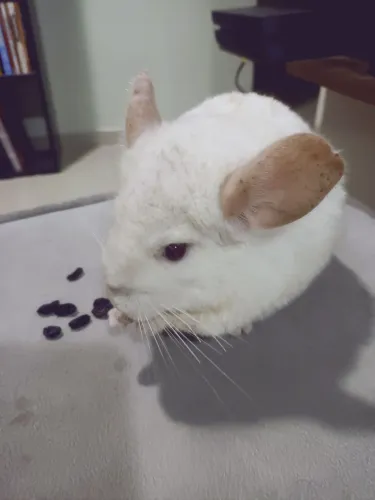 Chinchila Macho White - 8 e meio Meses - Muito Bem Cuidada