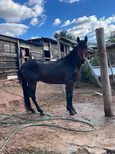 Vende se cavalo