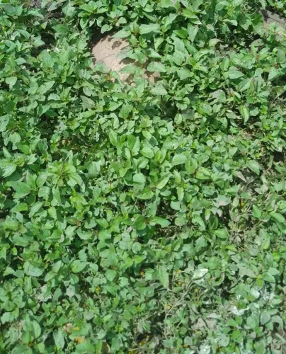 Vendo um jambu para fazer tacaca