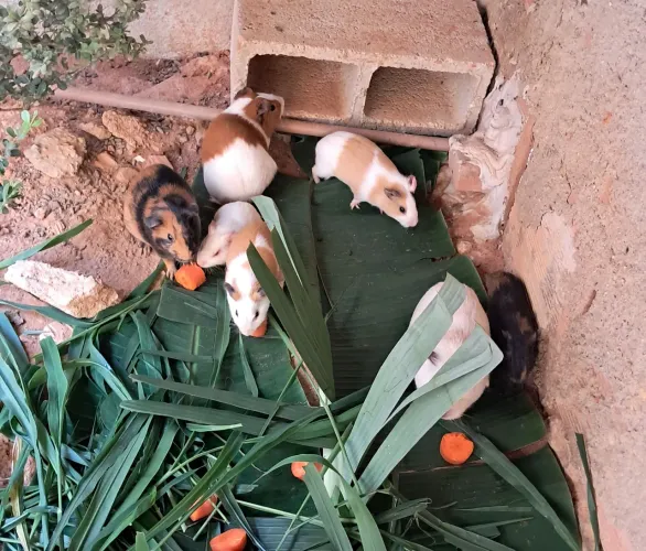 7 porquinhos da Índia 