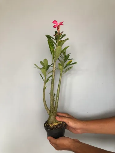 Rosa do deserto com Flor (Faço entrega) taxa