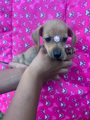 Filhote de Pinscher  com salsinha 