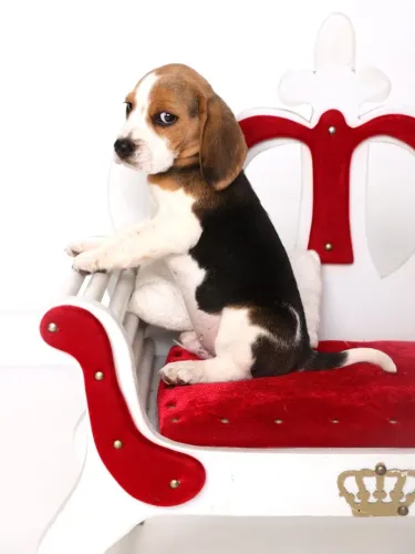 BEAGLE APAIXONANTE