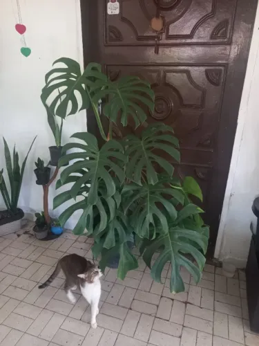 Plantas