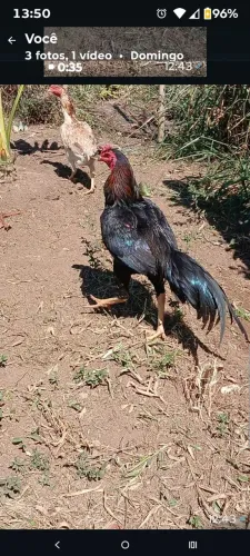 Venda de galo