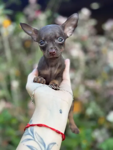 Pinscher disponível ZERO pra entrega