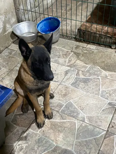 Filhote de pastor malinois a venda