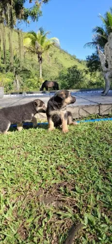 Pastor alemão Um dog pronto para viver novas histórias