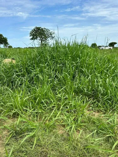 Vende chácara no município de Dóis irmão do Tocantins
