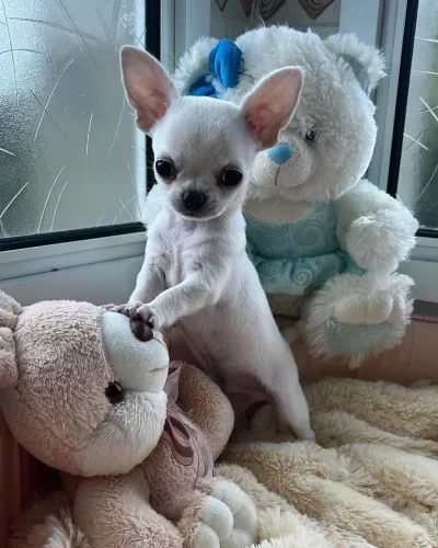 Chihuahua fêmea com pedigree