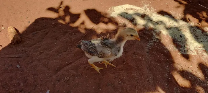 Pintinho caipira